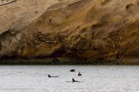 © Copyright - Raphael Kessler 2014 - Peru - Paracas - black dolphins