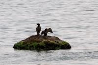 © Copyright - Raphael Kessler 2014 - Peru - Paracas - Guanayo