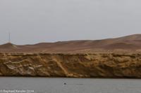 © Copyright - Raphael Kessler 2014 - Peru - Paracas - sealion