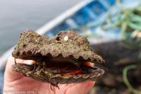 © Copyright - Raphael Kessler 2014 - Peru - Paracas - scallop