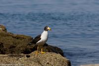 © Copyright - Raphael Kessler 2014 - Peru - Paracas - bird 5