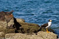 © Copyright - Raphael Kessler 2014 - Peru - Paracas - birds 7