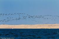 © Copyright - Raphael Kessler 2014 - Peru - Paracas - flock 1