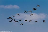 © Copyright - Raphael Kessler 2014 - Peru - Paracas - flock 2