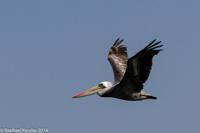 © Copyright - Raphael Kessler 2014 - Peru - Paracas - Pelican in flight
