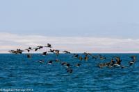 © Copyright - Raphael Kessler 2014 - Peru - Paracas - flock 4