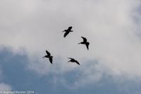 © Copyright - Raphael Kessler 2014 - Peru - Paracas - Pelicans circling