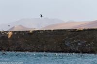 © Copyright - Raphael Kessler 2014 - Peru - Paracas - feeding frenzy 1
