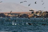 © Copyright - Raphael Kessler 2014 - Peru - Paracas - feeding frenzy 3
