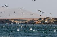 © Copyright - Raphael Kessler 2014 - Peru - Paracas - feeding frenzy 6