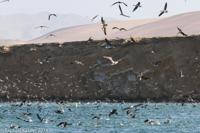 © Copyright - Raphael Kessler 2014 - Peru - Paracas - feeding frenzy 9