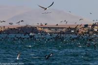 © Copyright - Raphael Kessler 2014 - Peru - Paracas - feeding frenzy 10