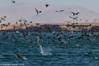 © Copyright - Raphael Kessler 2014 - Peru - Paracas - feeding frenzy 11