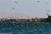 © Copyright - Raphael Kessler 2014 - Peru - Paracas - feeding frenzy 12