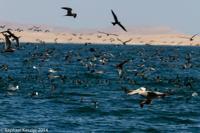 © Copyright - Raphael Kessler 2014 - Peru - Paracas - feeding frenzy 14