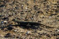 © Copyright - Raphael Kessler 2014 - Peru - Paracas - Lizard