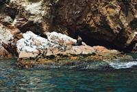© Copyright - Raphael Kessler 2011 - Peru - Ballestas Islands - Bull sealion and Peruvian booby