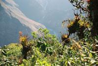 © Copyright - Raphael Kessler 2011 - Peru - Choquekirao - Bromiliad