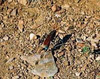 © Copyright Raphael Kessler - Peru - Choquekirao Bug