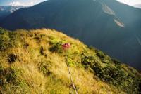 © Copyright - Raphael Kessler 2011 - Peru - Choquekirao - Flowers
