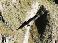 © Copyright - Raphael Kessler 2011 - Peru - Colca Canyon - Condor
