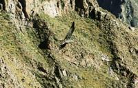 © Copyright - Raphael Kessler 2011 - Peru - Colca Canyon - Condor