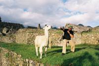 © Copyright - Raphael Kessler 2011 - Peru - Macchu Picchu - Llama wrestling