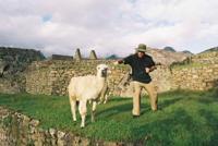© Copyright - Raphael Kessler 2011 - Peru - Macchu Picchu - Llama wrestling