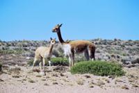 © Copyright - Raphael Kessler 2011 - Peru - Colca Canyon - Vicuna mother and kid