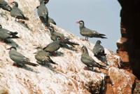 © Copyright - Raphael Kessler 2011 - Peru - Ballestas Islands - Peruvian boobies