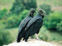 © Copyright - Raphael Kessler 2011 - Peru - Sipan - Vultures