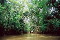 © Copyright - Raphael Kessler 2011 - Venezuela - Orinoco Delta - Mangroves