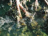 © Copyright - Raphael Kessler 2011 - Venezuela - Margarita Mangroves