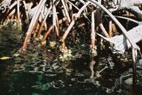 © Copyright Raphael Kessler - Venezuela  - Shells