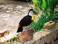 © Copyright - Raphael Kessler 2011 - Venezuela - Canaima - Toucans