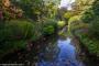 © Copyright - Raphael Kessler 2015 - England - Dunham Massey leafy stream