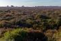 © Copyright - Raphael Kessler 2015 - England - Dunwich Heath & Beach purple heather