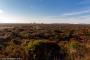 © Copyright - Raphael Kessler 2015 - England - Dunwich Heath & Beach heather clumps