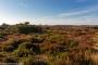 © Copyright - Raphael Kessler 2015 - England - Dunwich Heath & Beach heather