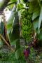 © Copyright - Raphael Kessler 2014 - England - The Eden Project bananas