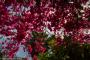 © Copyright - Raphael Kessler 2014 - England - The Eden Project pink flowers