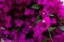 © Copyright - Raphael Kessler 2014 - England - The Eden Project bright