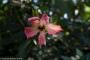 © Copyright - Raphael Kessler 2014 - England - The Eden Project pink & white