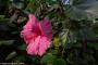 © Copyright - Raphael Kessler 2014 - England - The Eden Project pink hibiscus