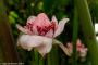 © Copyright - Raphael Kessler 2014 - England - The Eden Project pink