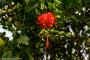 © Copyright - Raphael Kessler 2014 - England - The Eden Project red