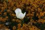 © Copyright - Raphael Kessler 2015 - England - Hampton Court Palace gardens white tulip