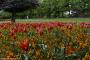 © Copyright - Raphael Kessler 2015 - England - Hampton Court Palace gardens tulips