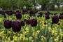 © Copyright - Raphael Kessler 2015 - England - Hampton Court Palace gardens black tulips