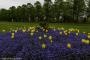 © Copyright - Raphael Kessler 2015 - England - Hampton Court Palace gardens yellow tulips